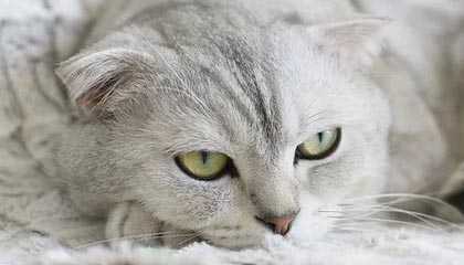 爱游戏娱乐平台-TL挺进LCS季后赛四强，lcs 季后赛