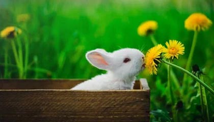 爱游戏官方-那些我们熟悉的欧冠“绝杀场面”图片集，欧冠决赛爆冷