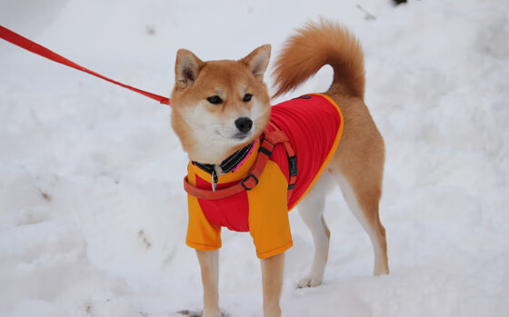 中国足球产业链绿色化发展新篇章,足球产业规模