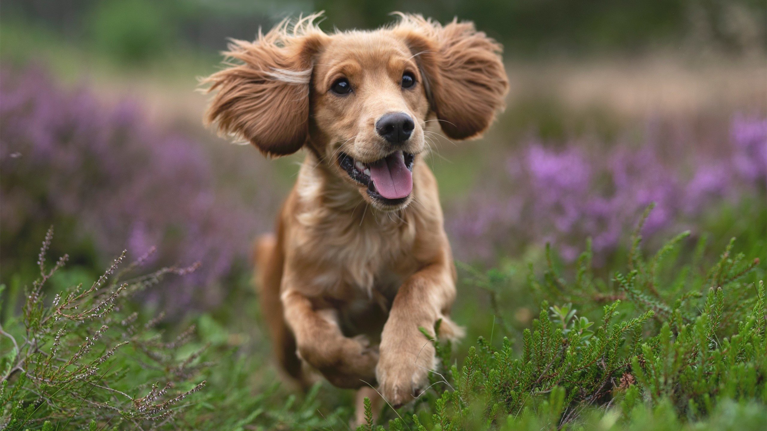 墨西哥男足在巴黎奥运会上取得历史性成绩,墨西哥巴西奥运男足