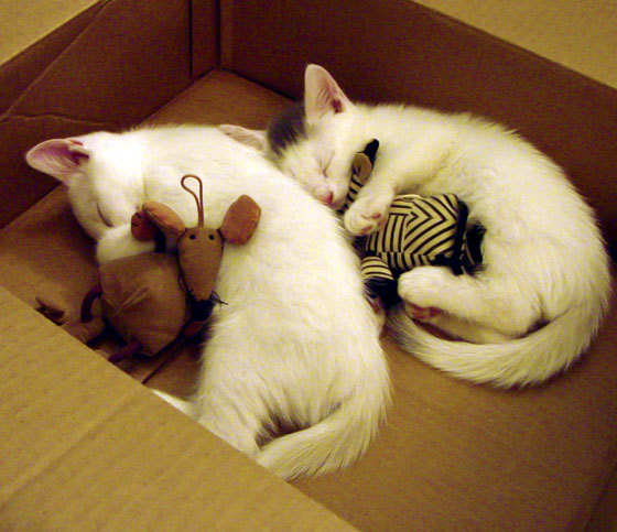 墨西哥男足在巴黎奥运会上表现出色，晋级四强，奥运会男足墨西哥队