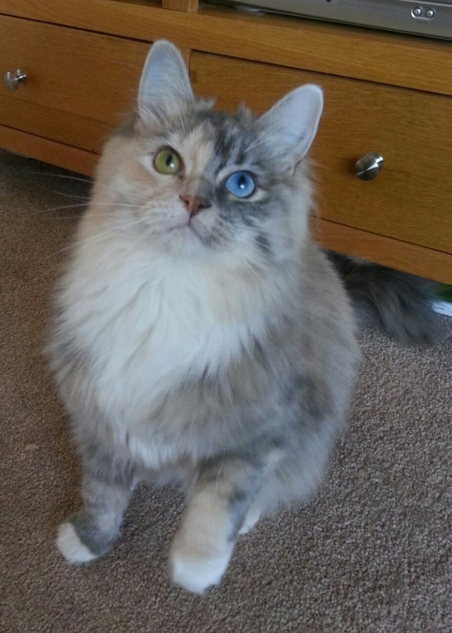 德国男子举重选手在67公斤级比赛中获得银牌,德国女子举重运动员