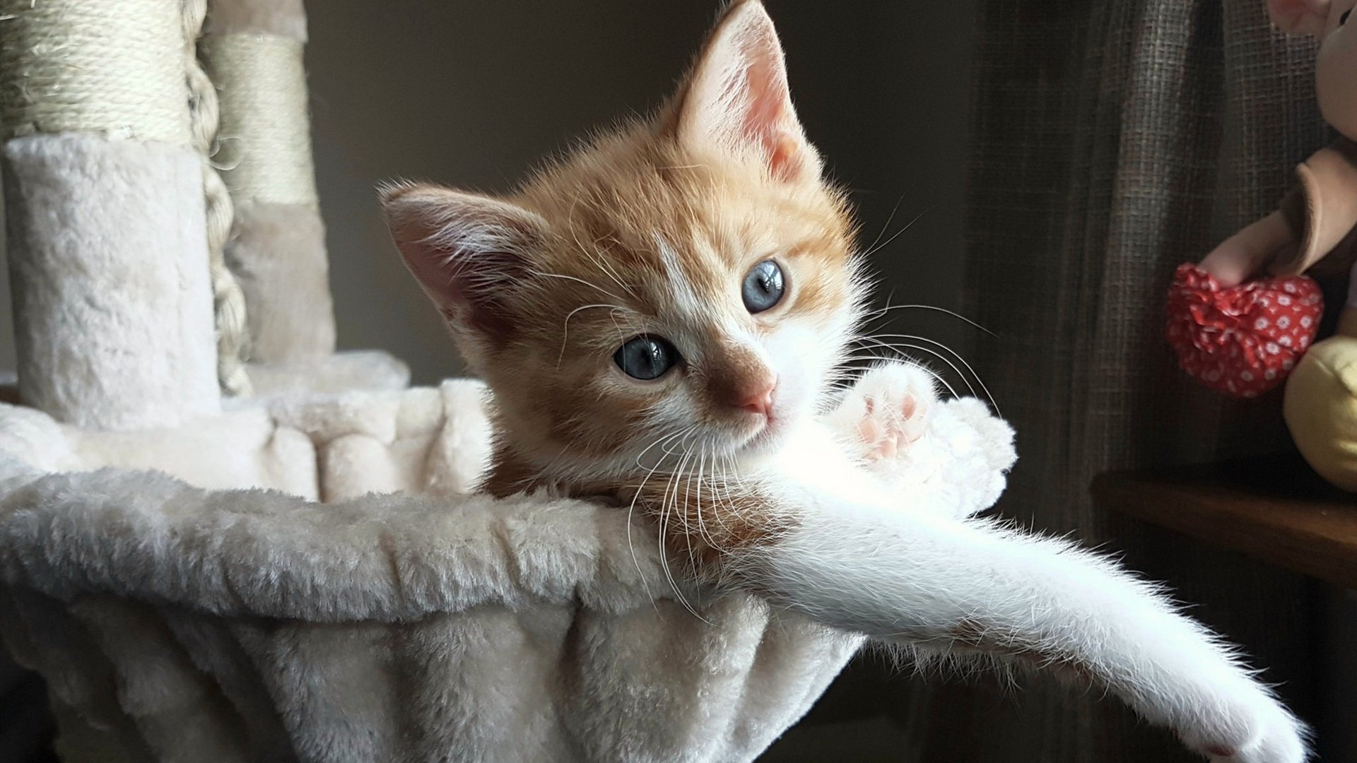 摩洛哥骑手哈立德·阿卜杜拉在2024年巴黎奥运会盛装舞步比赛中以“Aladdin”马匹获得第15名，展现坚韧精神。