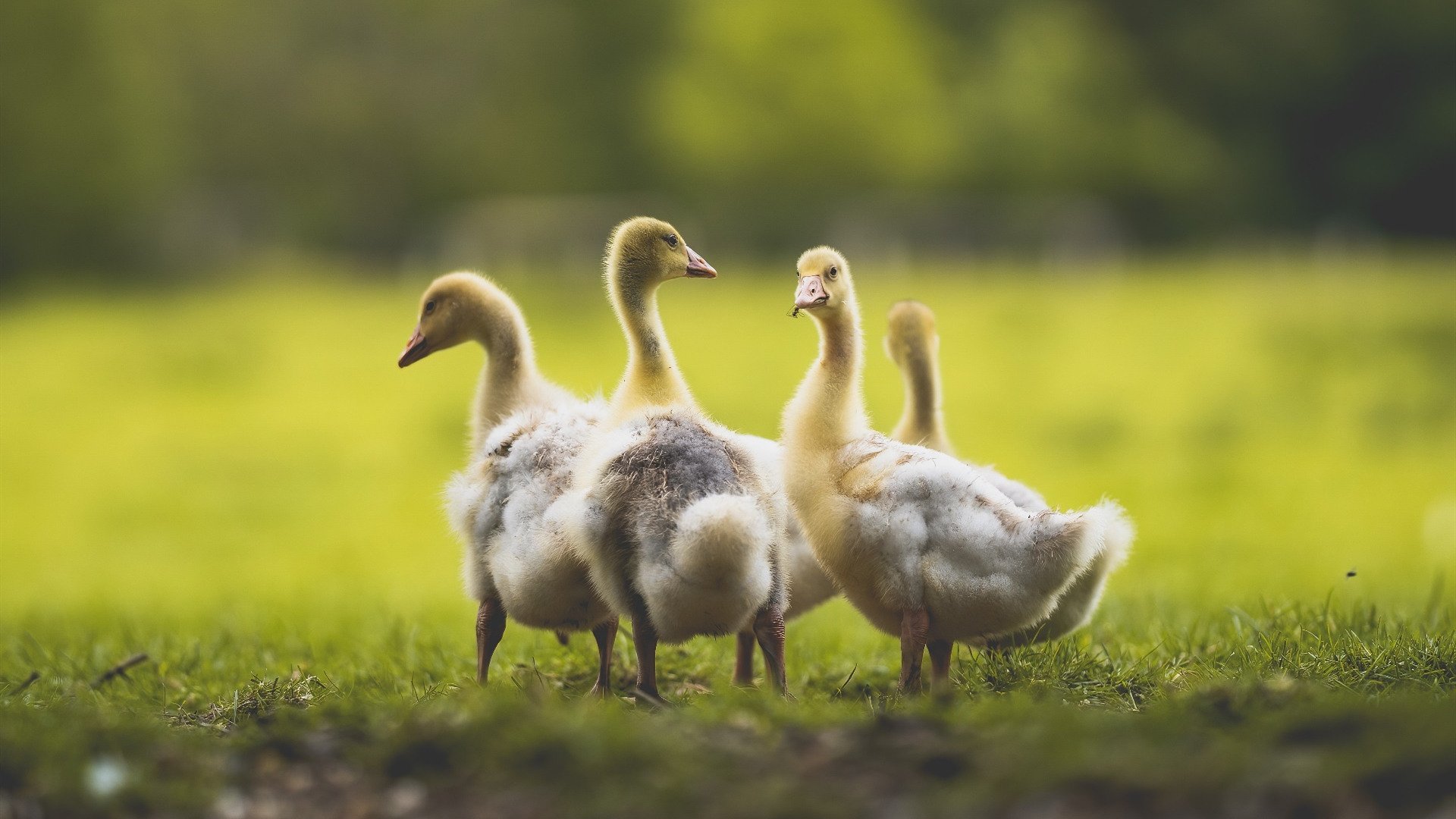 杜兰特连续两场获得MVP,状态火热,杜兰特有几次mvp