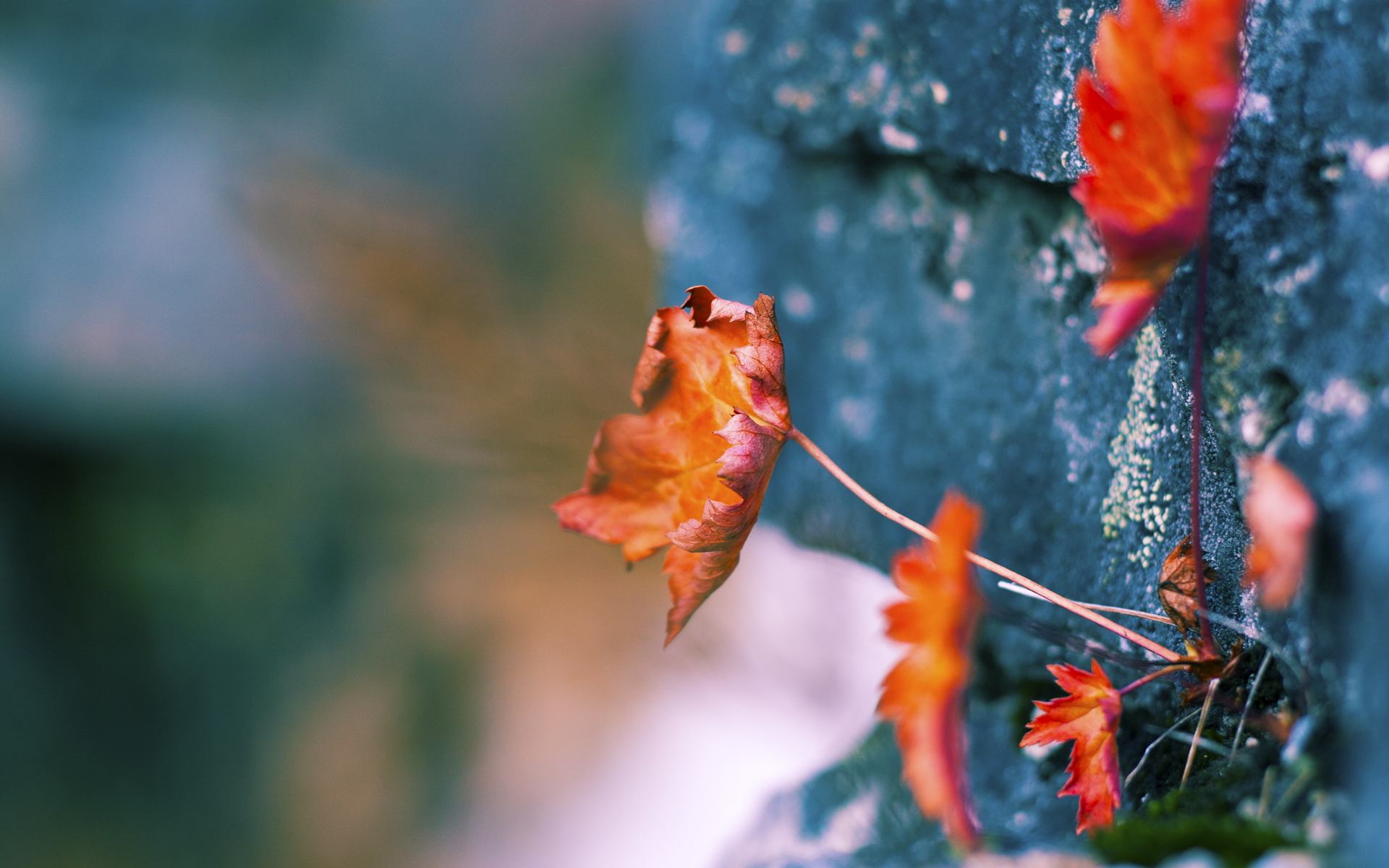 爱游戏体育app-纪念特殊日子：NBA经典球员的生日趣闻，著名球星生日