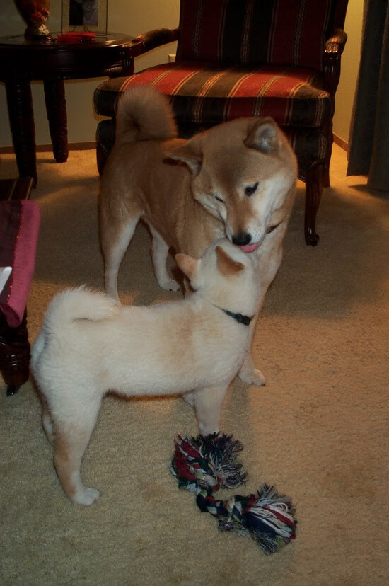 AYX官网-高原滑雪体验日，享受雪域的纯净快乐，高原滑雪图标