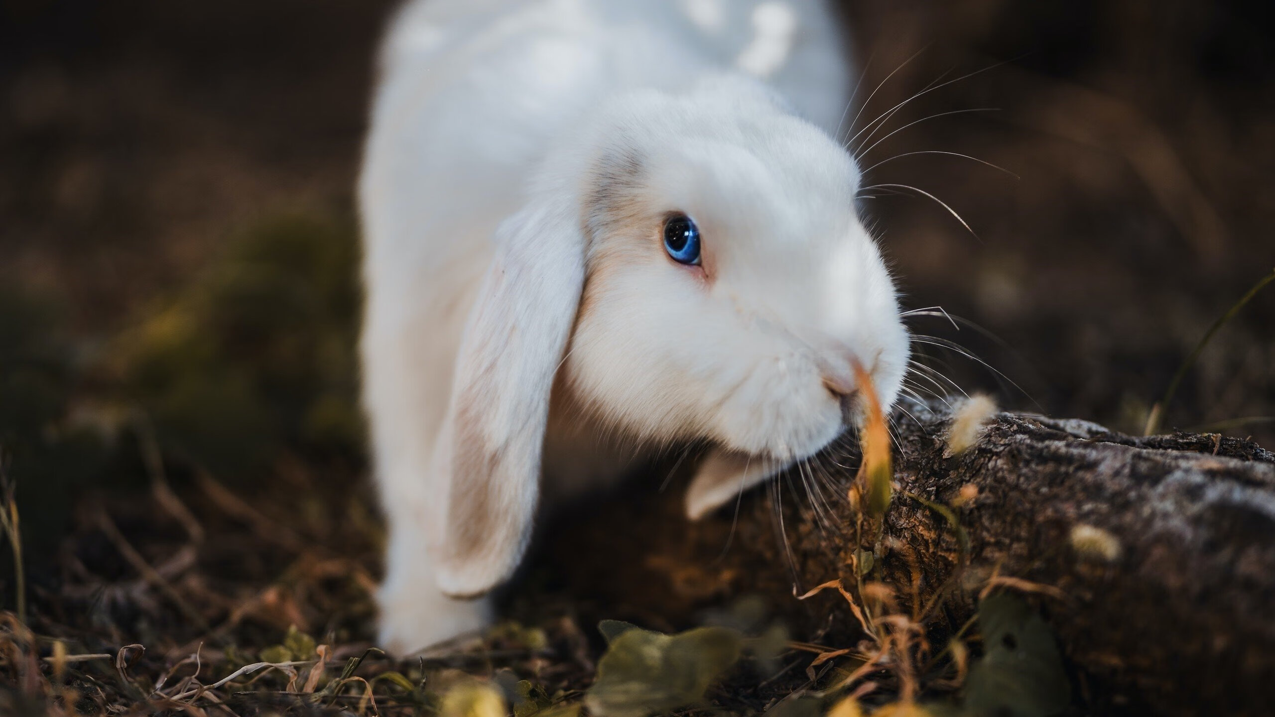 爱游戏在线娱乐官网-中超裁判队伍建设持续加强，中超裁判队伍建设持续加强什么