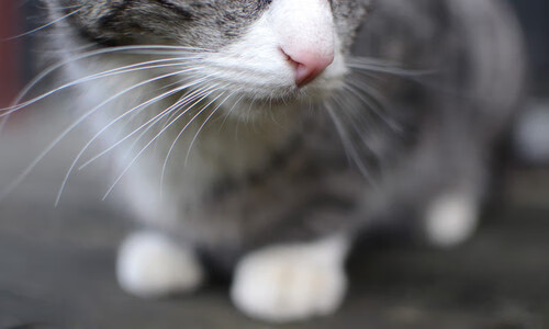 墨尔本联替补阵容深度提升,墨尔本联队vs国王