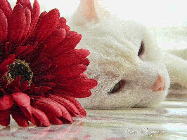 斯洛伐克国家队备战重要国际比赛,斯洛伐克国家队最近战绩