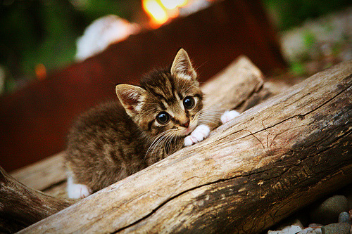 AIYOUXI.COM-梅斯主场难敌强敌，连败局势严重，梅斯cba