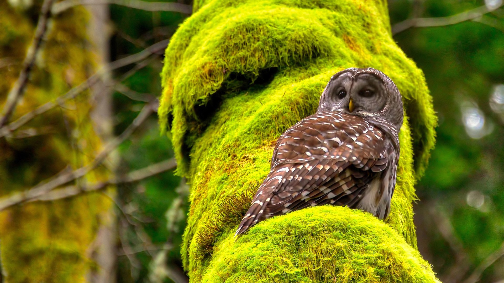 阿拉维斯客场惊险过关，成功逆转比分夺胜，阿拉维斯转会