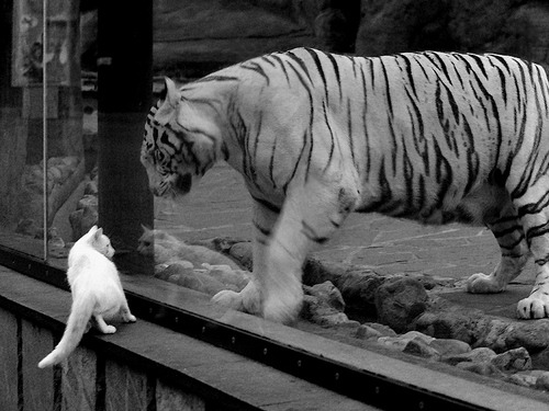 爱游戏 电竞-阿拉维斯球员连续进球，为球队贡献巨大，阿拉维斯ds