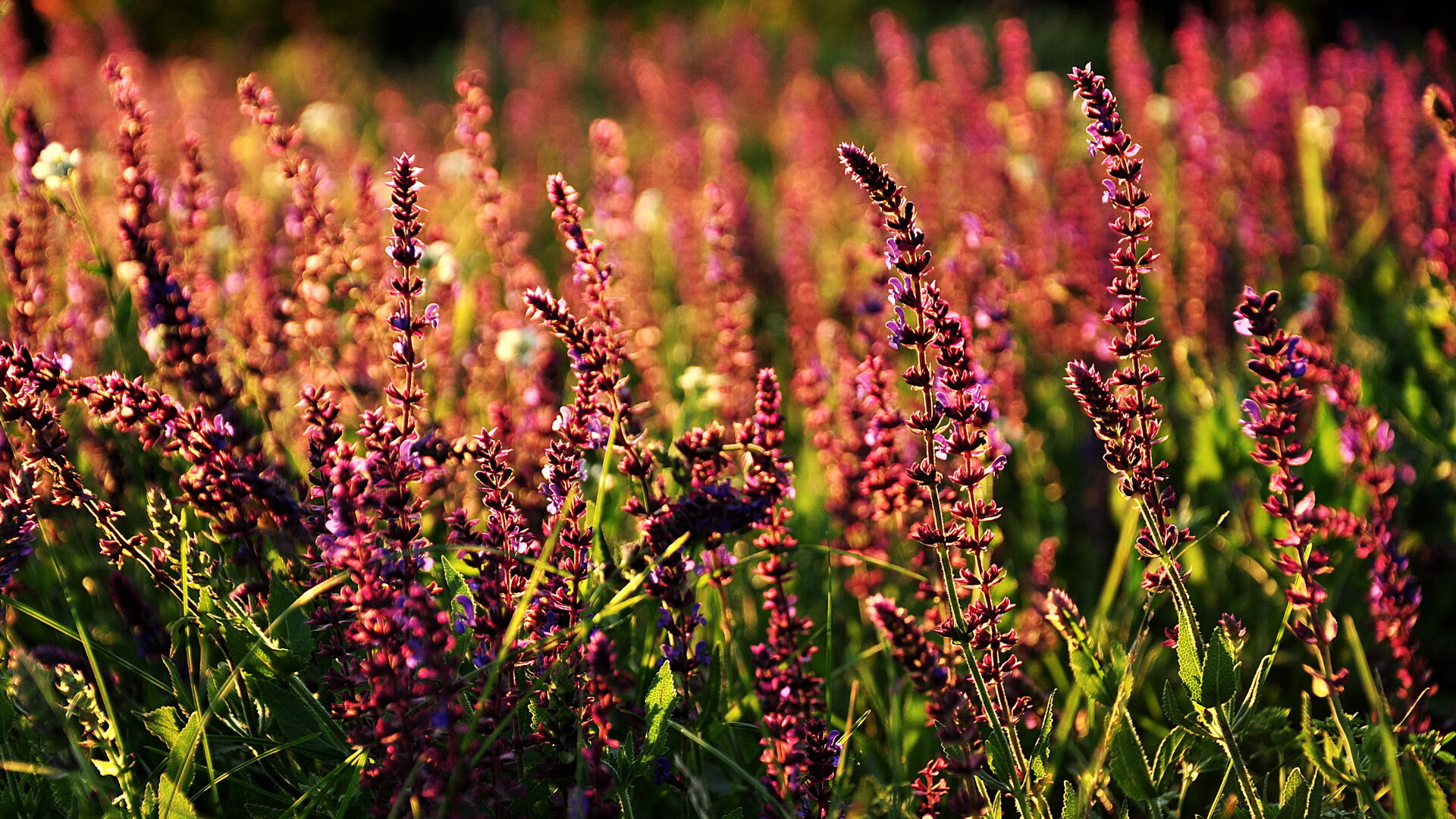 阿拉维斯球员连续进球,为球队贡献巨大,阿拉维斯转入球员