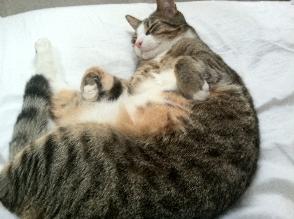 马德里竞技披荆斩棘,成功突围取得胜利,马德里竞技夺冠海报