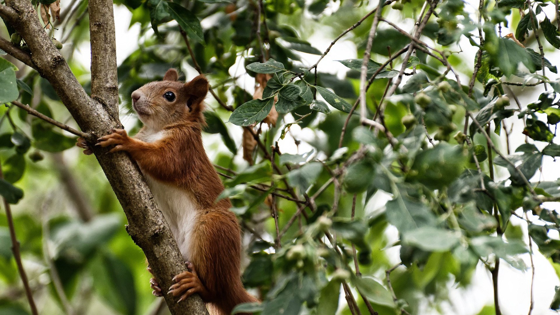 马德里竞技披荆斩棘，成功突围取得胜利，马德里竞技夺冠阵容