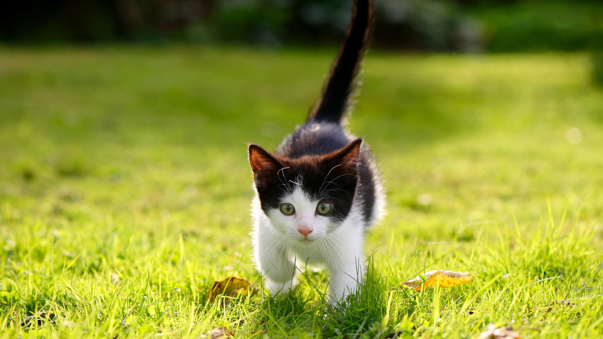 NBA球员体能恢复方法介绍,nba球员体力怎么练的