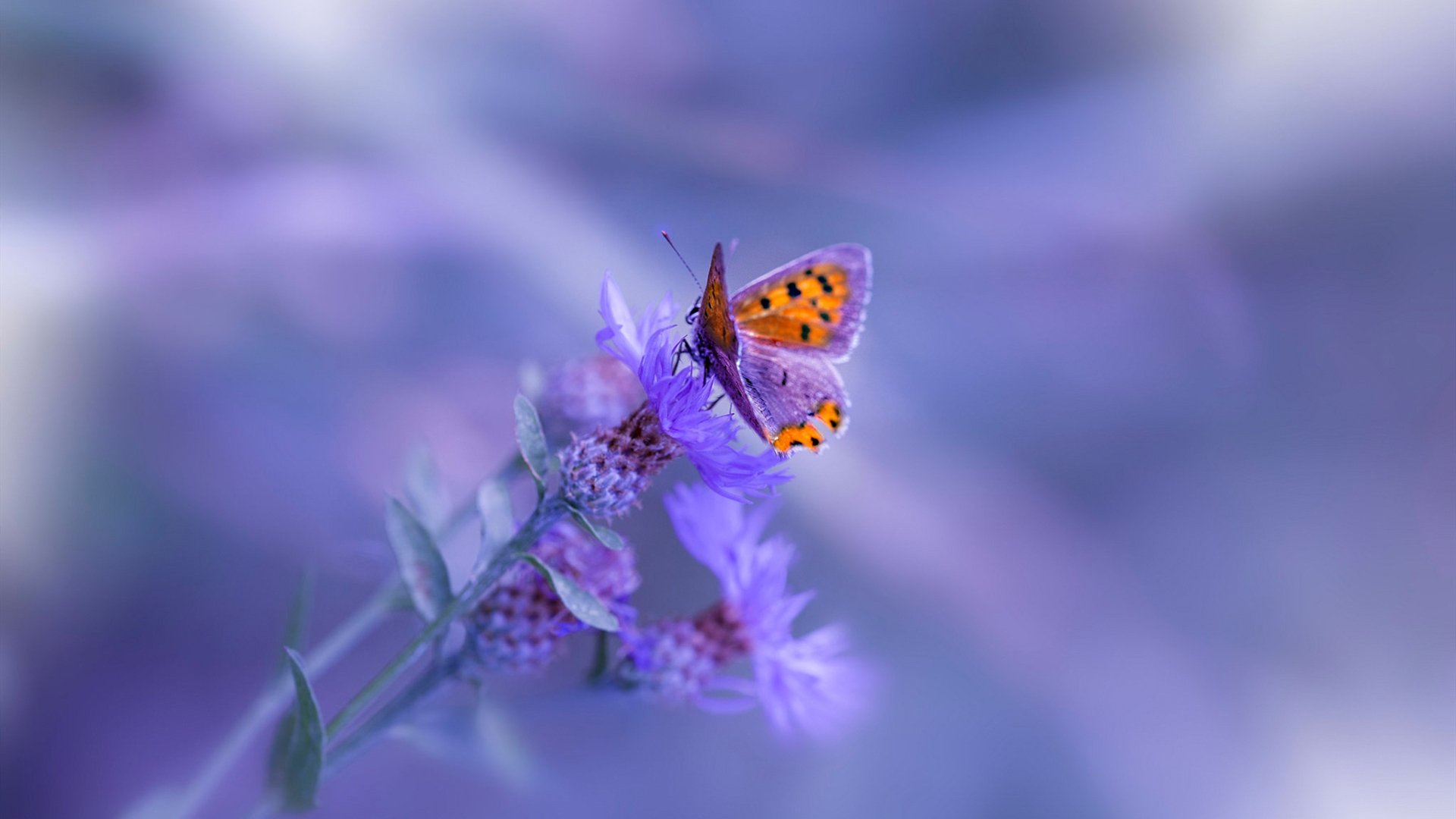 公牛官宣老将将担任球员发展顾问,公牛成员名单