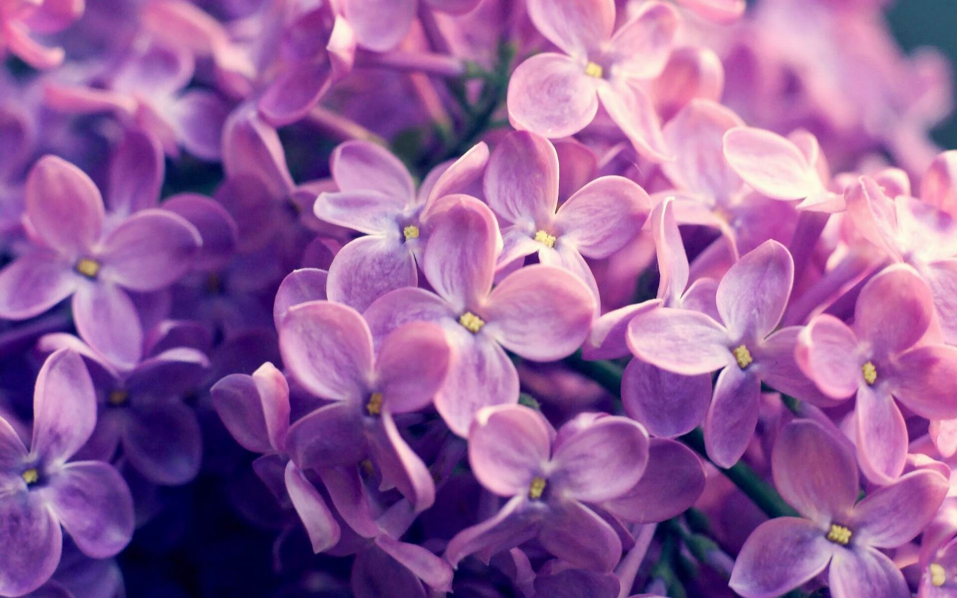 国际篮球交流活动在沪举办助力中国球员对话世界,国际篮球协会