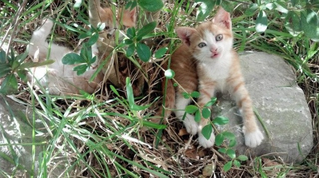 游泳队技术动作逐步接轨世界一流水平,游泳队2021