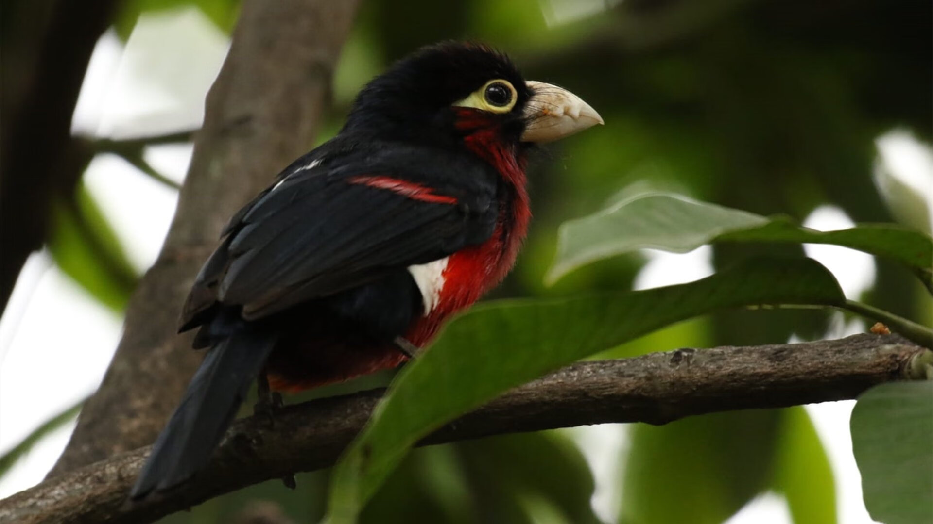 荷兰队在国际赛场持续强势,晋级形势良好