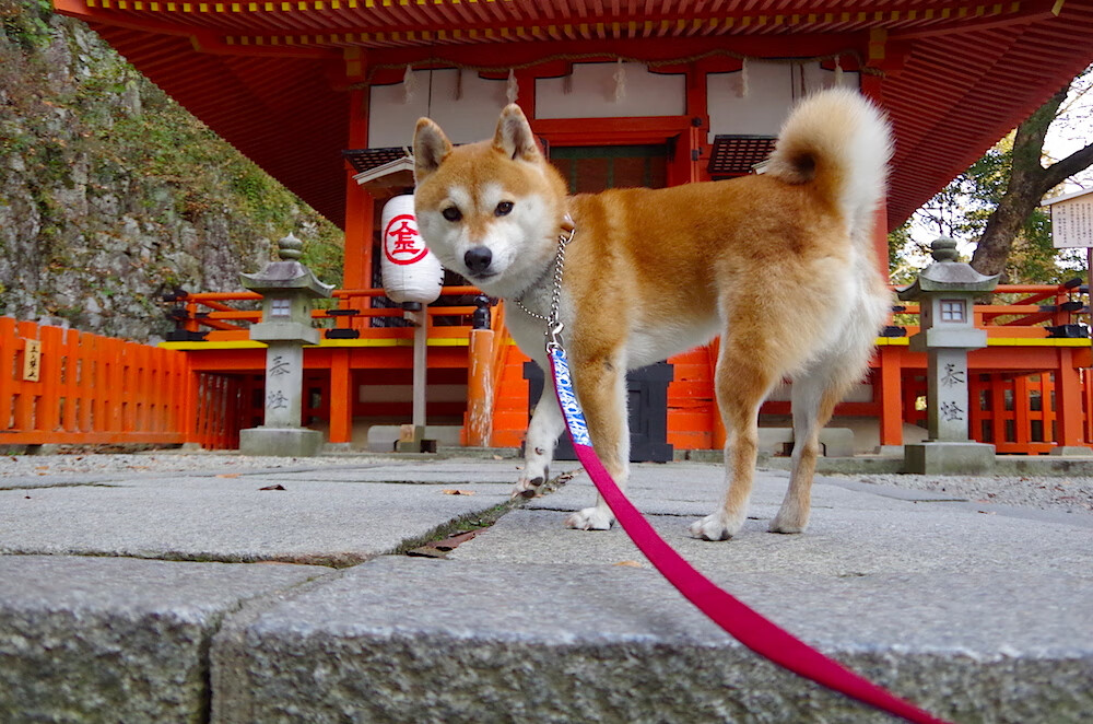 覃海洋决赛展现强大耐力与爆发力,覃海洋简介